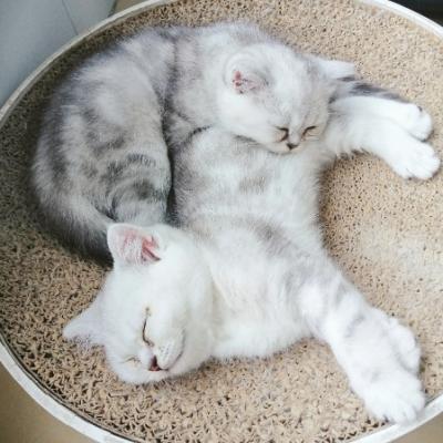 猫の清潔：健康と幸福のための基本ケア